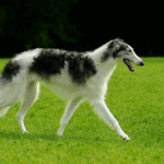 Borzoi à poil long, blanc et noir, marchant de profil dans une prairie verdoyante, avec un air gracieux