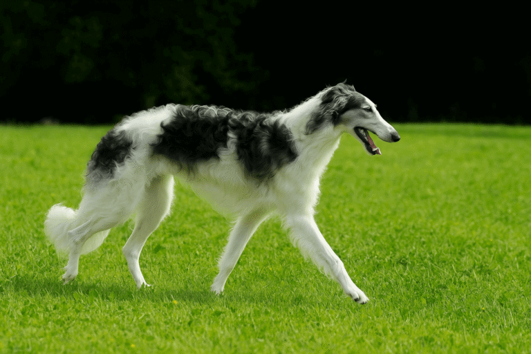 Borzoi à poil long, blanc et noir, marchant de profil dans une prairie verdoyante, avec un air gracieux