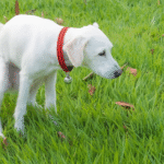 Chien blanc avec collier rouge accroupi dans l’herbe verte, en position pour déféquer