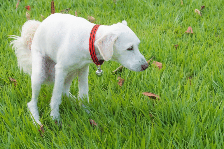 Chien blanc avec collier rouge accroupi dans l’herbe verte, en position pour déféquer