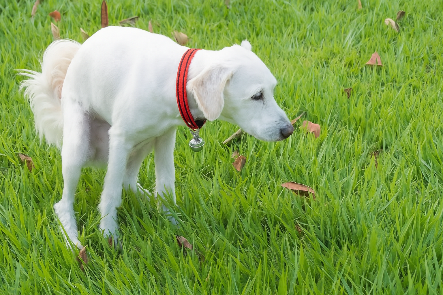 Chien blanc avec collier rouge accroupi dans l’herbe verte, en position pour déféquer