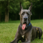 Le plus gros chien du monde : Dogue allemand