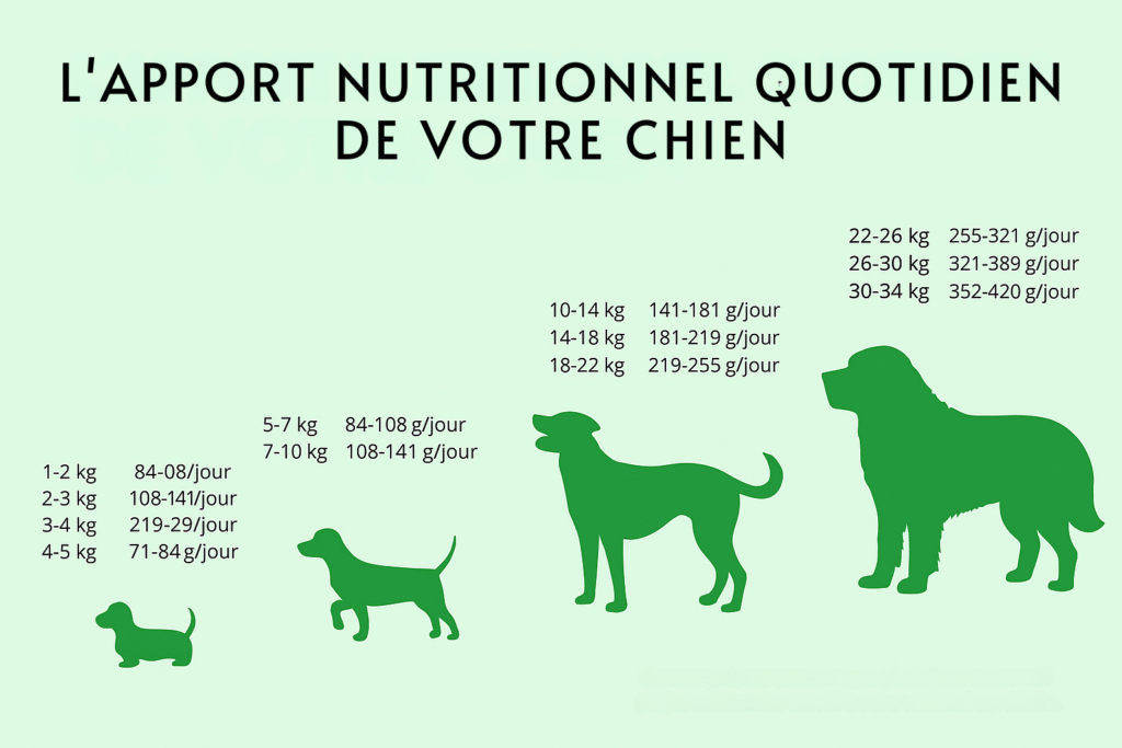 Infographie sur la ration quotidienne de croquettes pour chien selon le poids