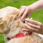 chien en plein retrait de tique par son propriétaire dans un jardin