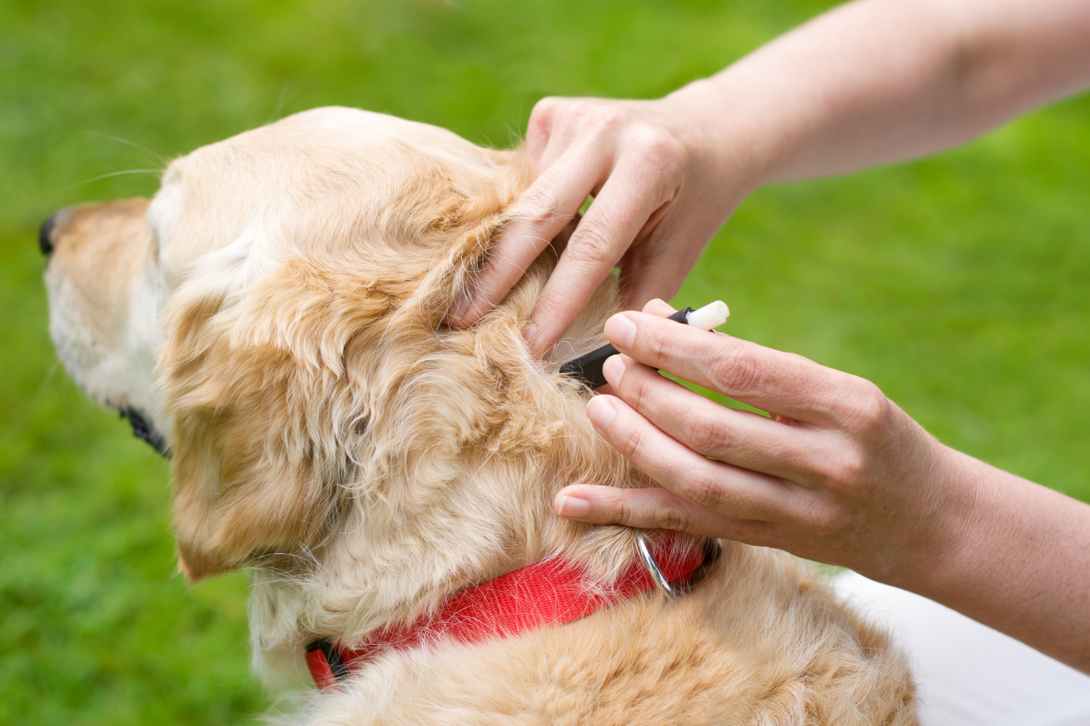 chien en plein retrait de tique par son propriétaire dans un jardin